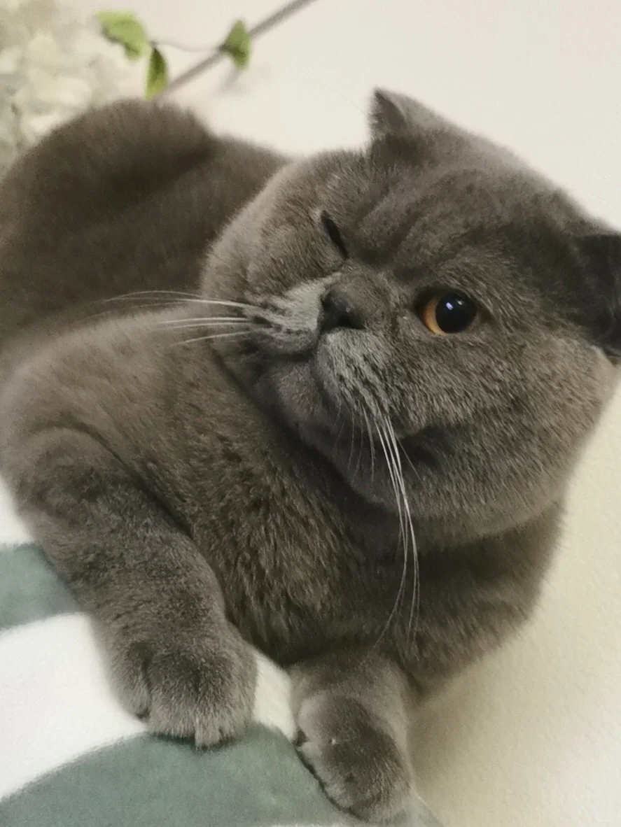 抛了个媚眼给红薯们