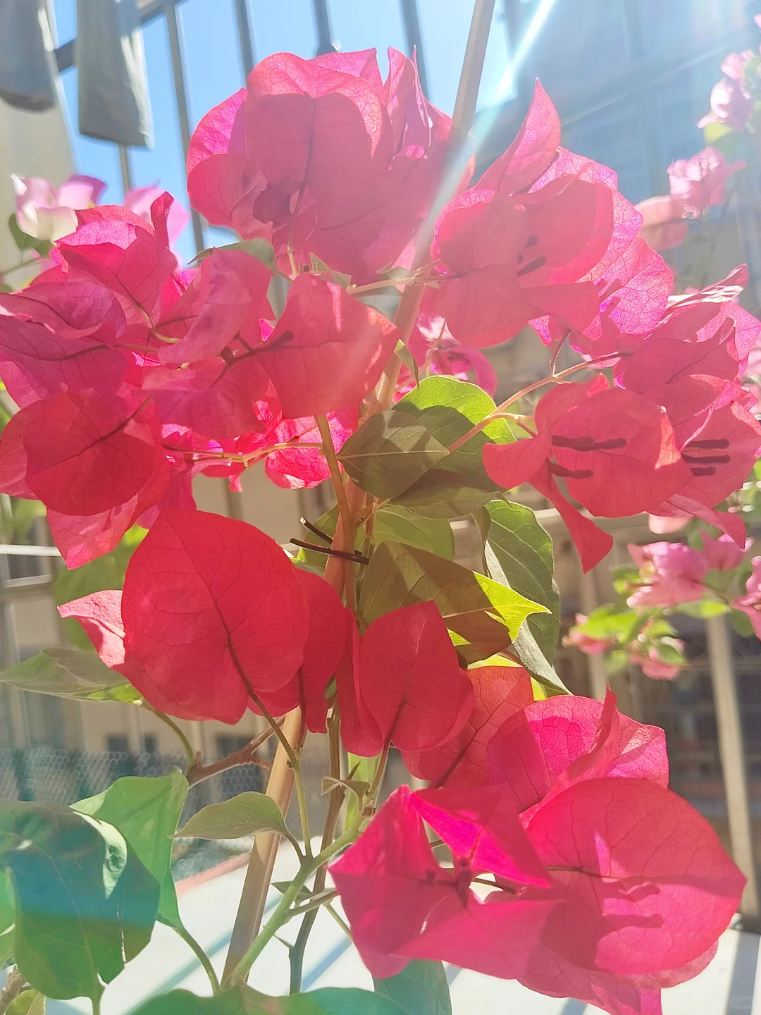 阳光下的三开得多娇艳