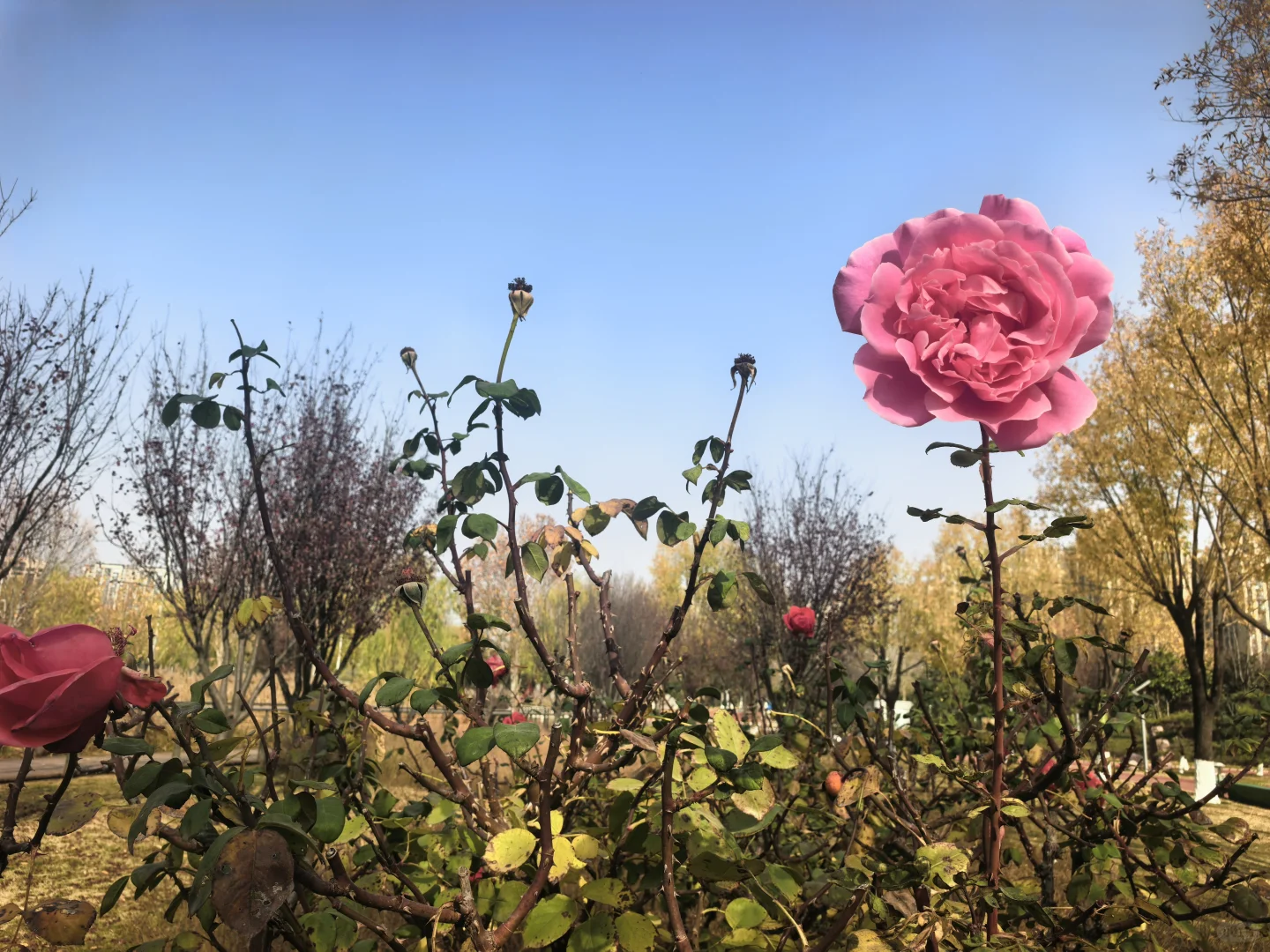 冬日月季花开愈显娇艳