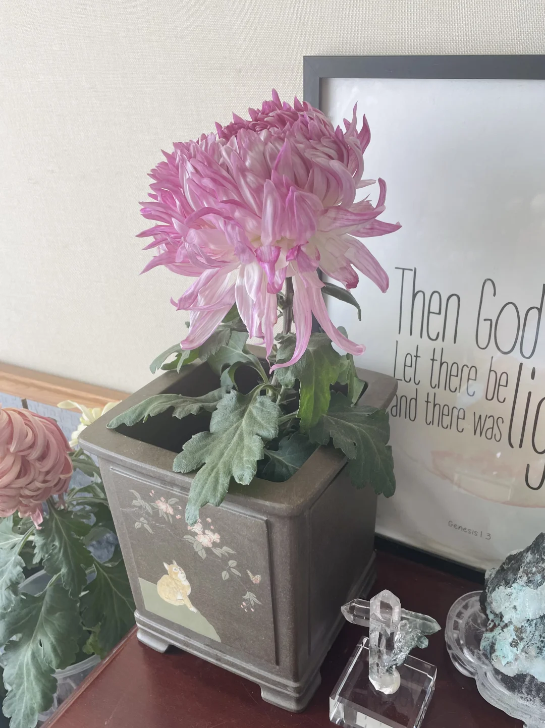 娇艳粉嫩的无名大菊