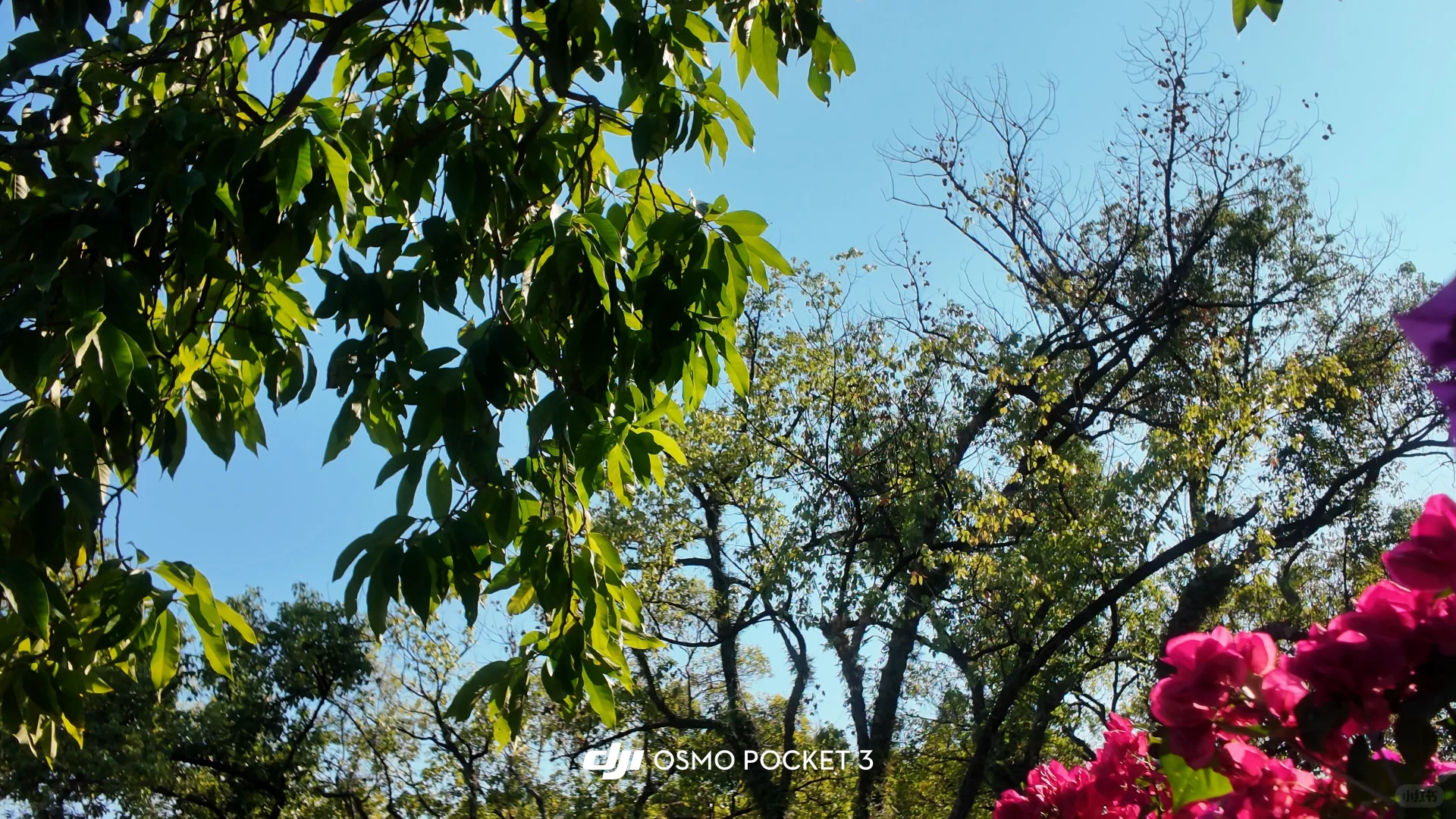 大疆pocket3📹拍出清透富士感🫧！（附参数♡.