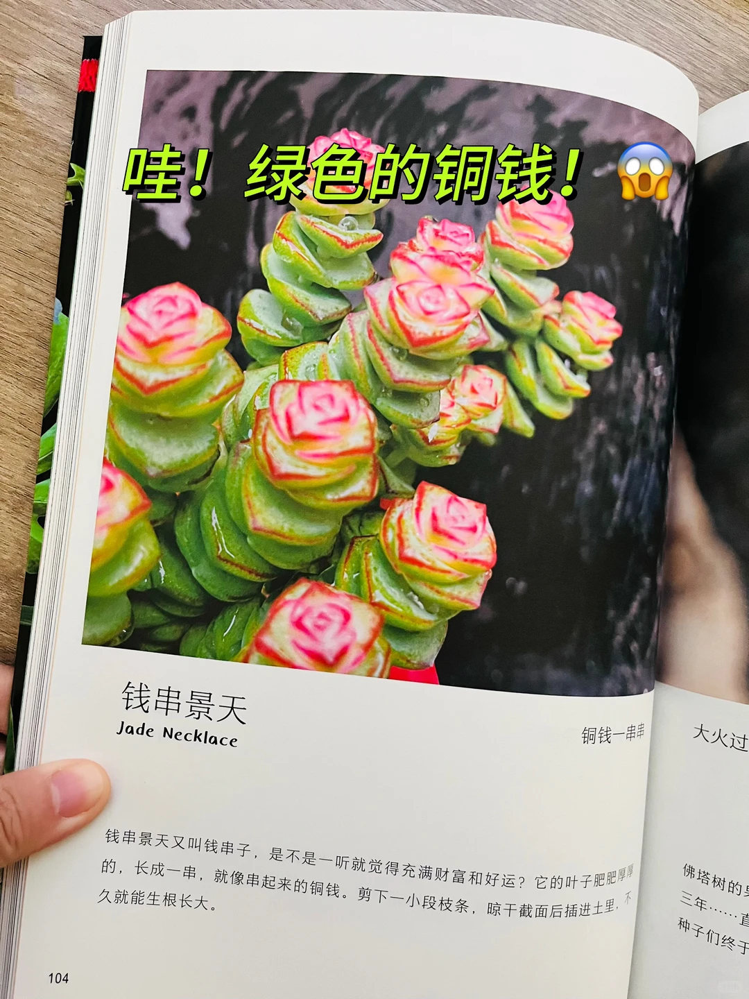 等了一年😭热销60万的小自然终于出续集了