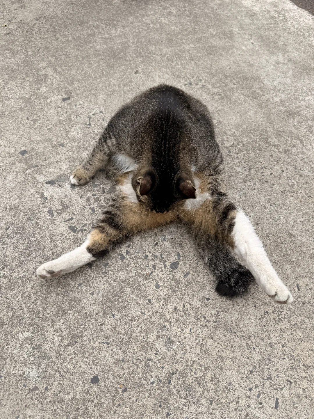 可有大师观此狸奴是否过于丰腴乎？