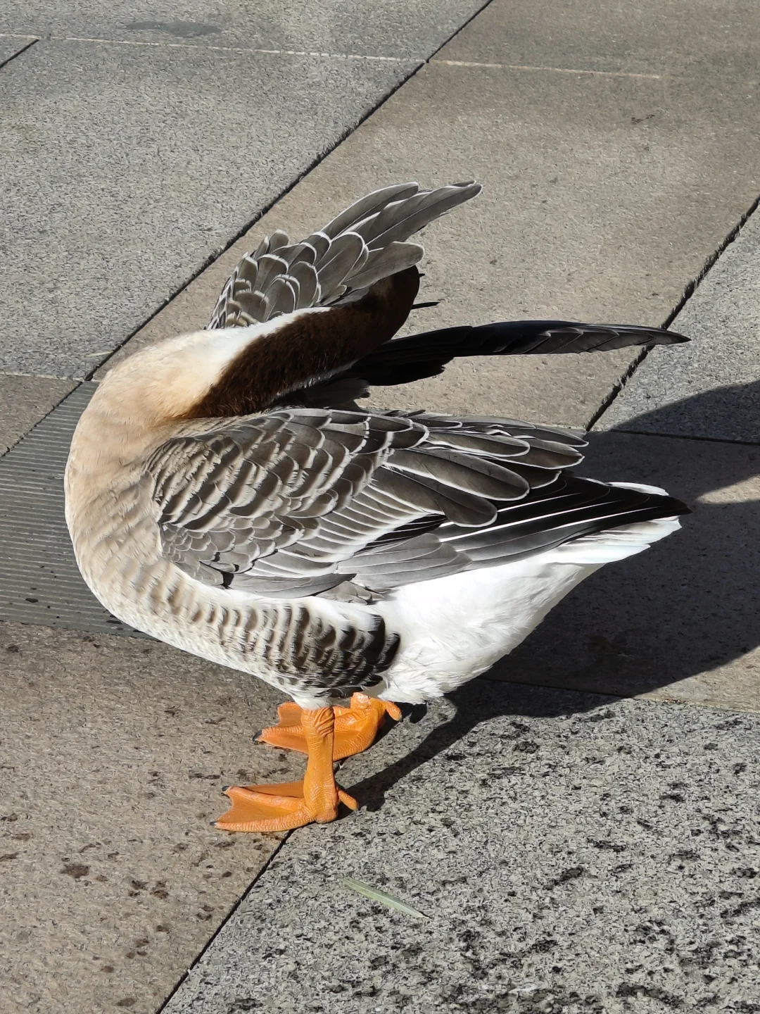 我在你深情的屁股里看见一汪湖水
