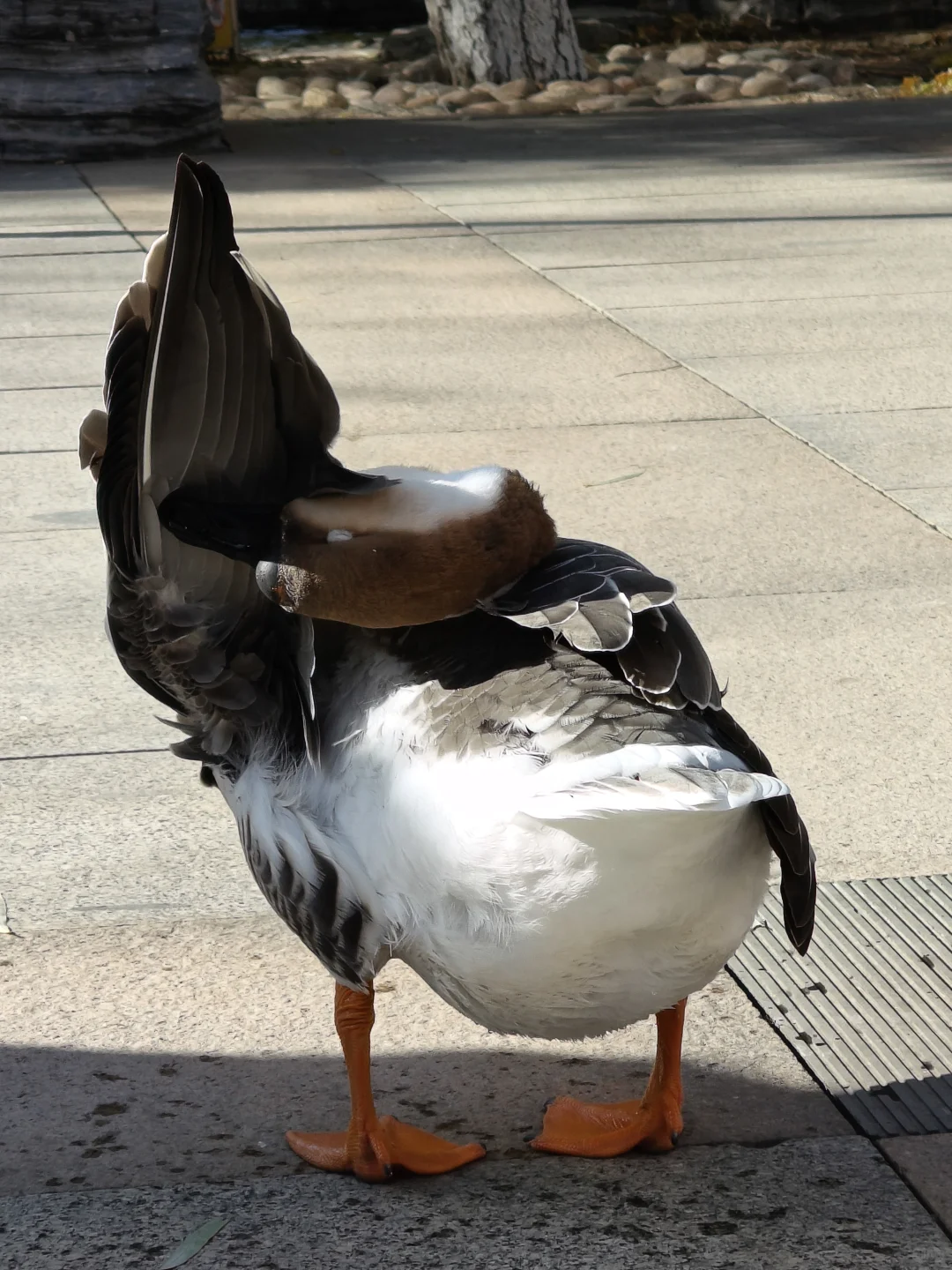 我在你深情的屁股里看见一汪湖水