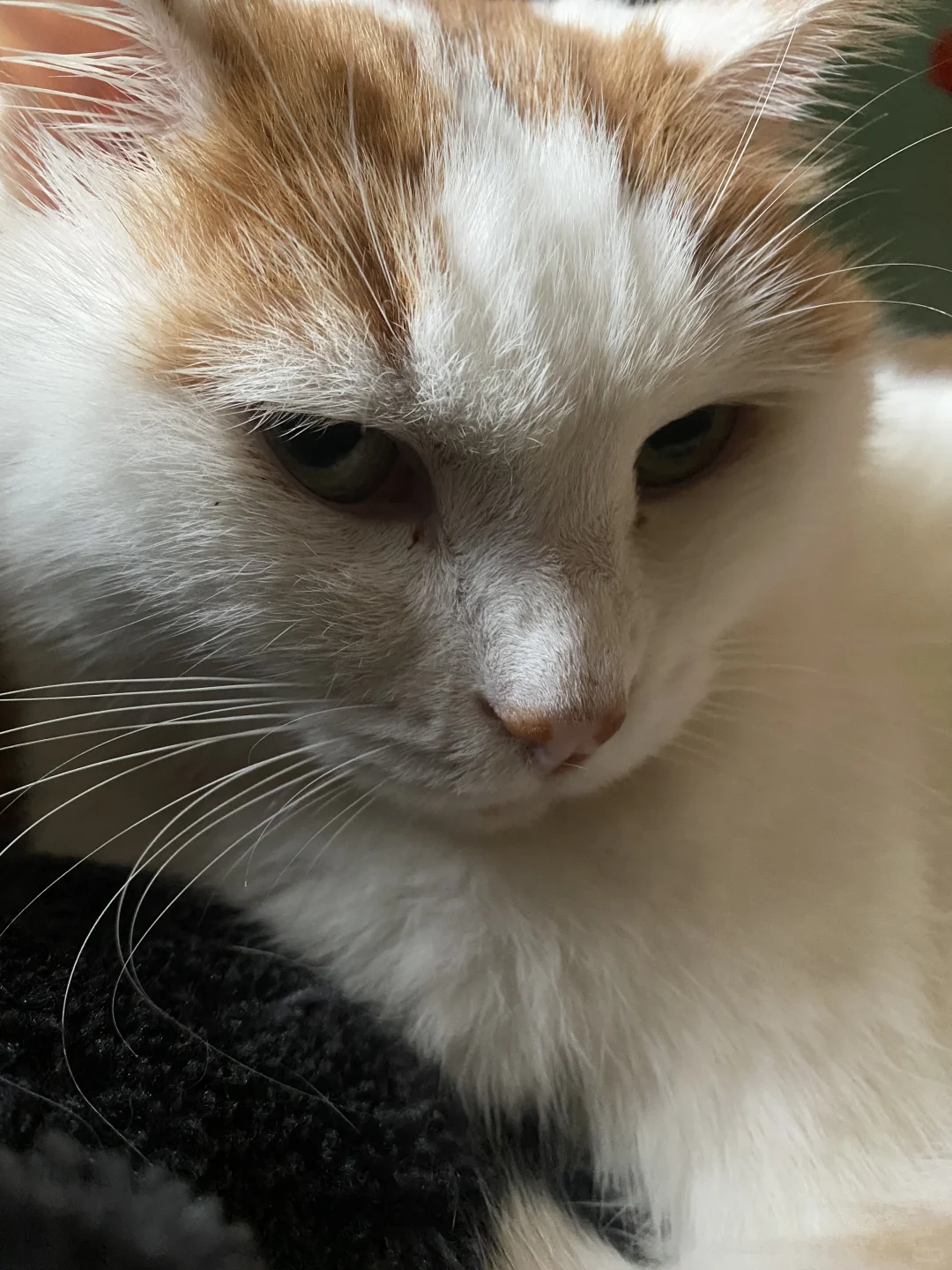 进来看咪咪抛媚眼