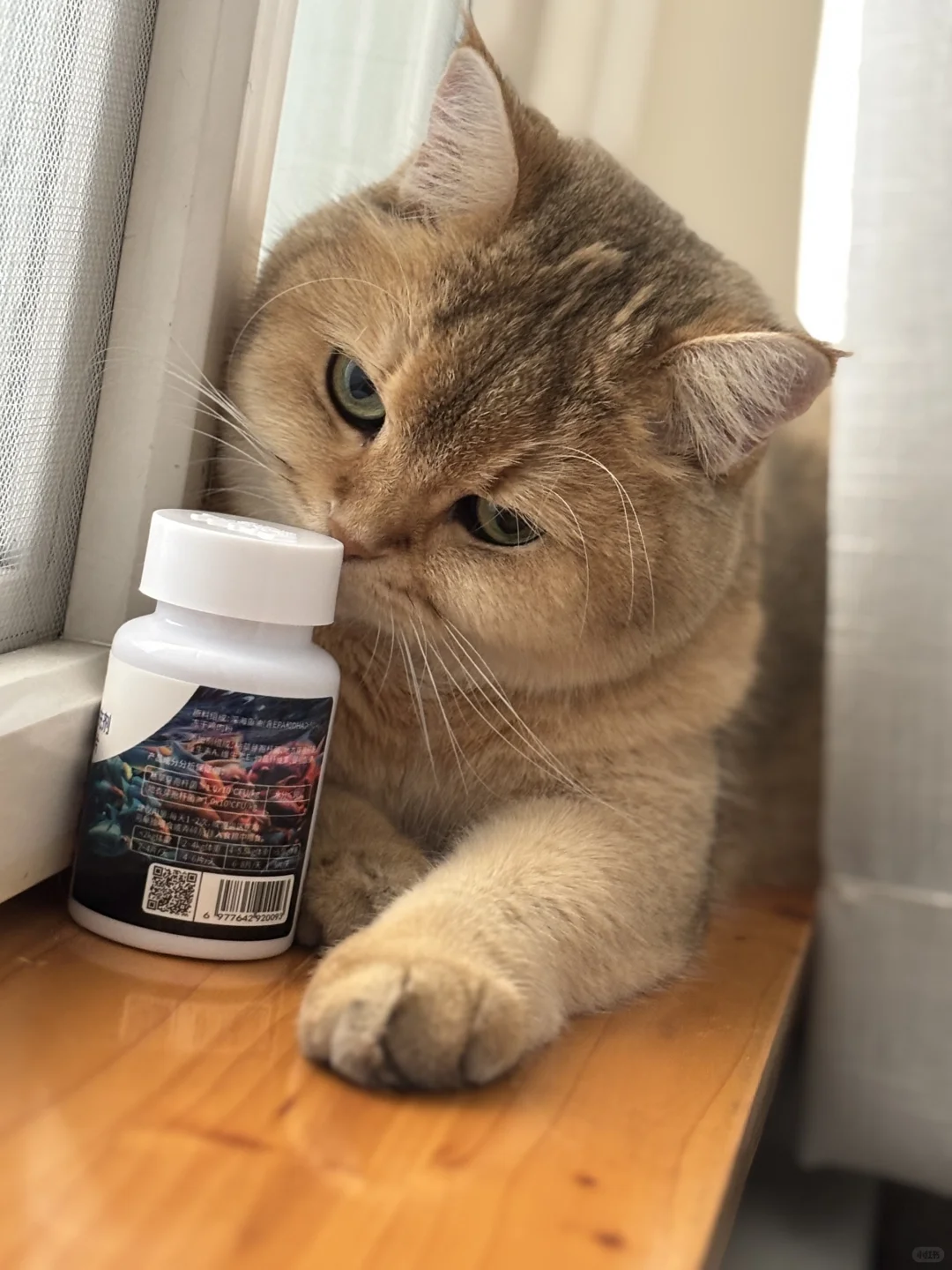 日渐丰腴的CO宝。