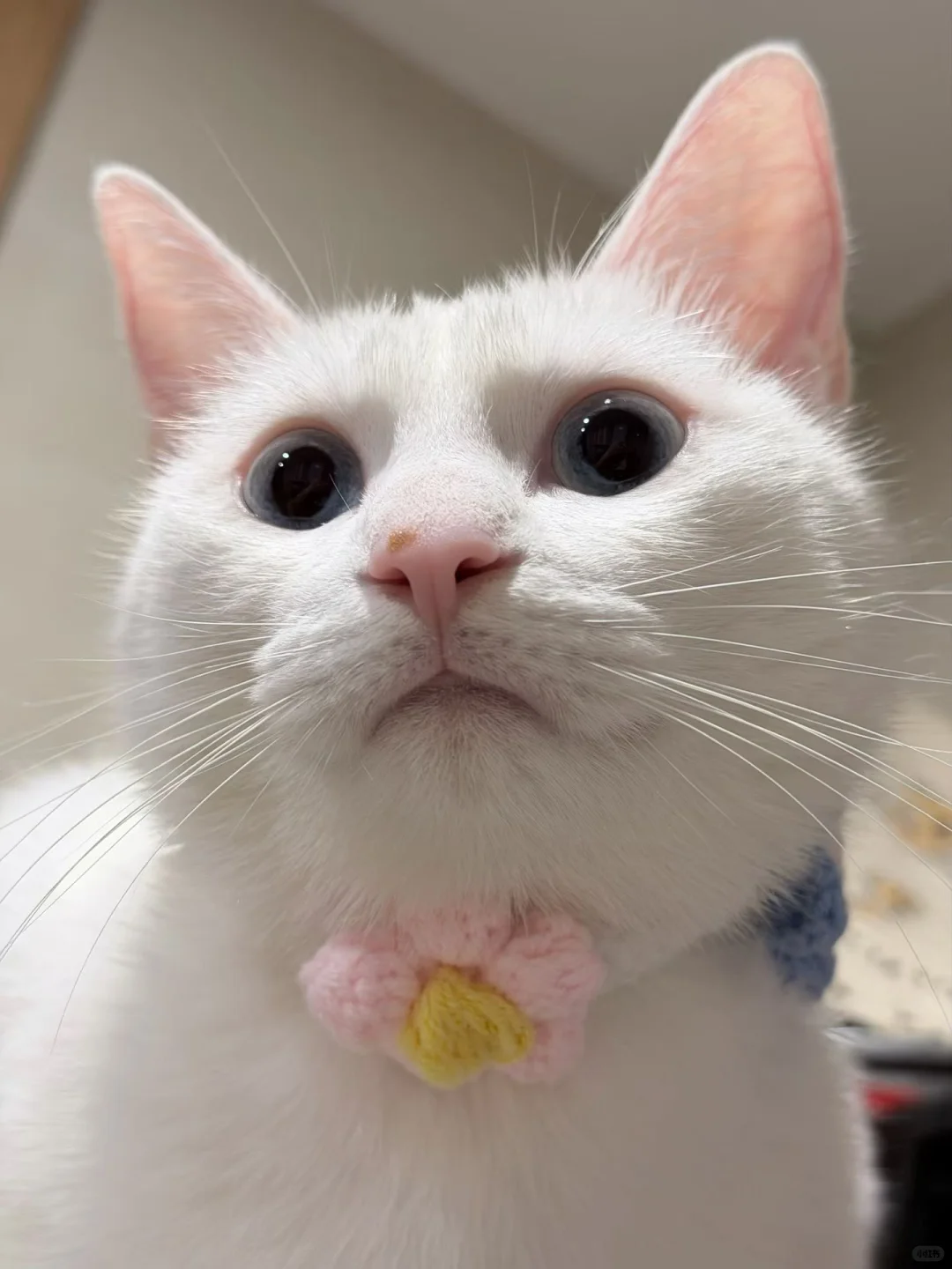 谁家小姐姐这么漂亮