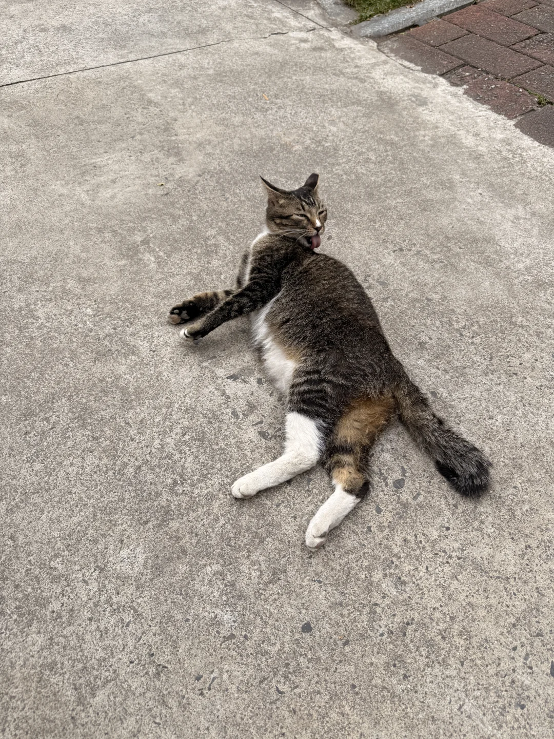 可有大师观此狸奴是否过于丰腴乎？