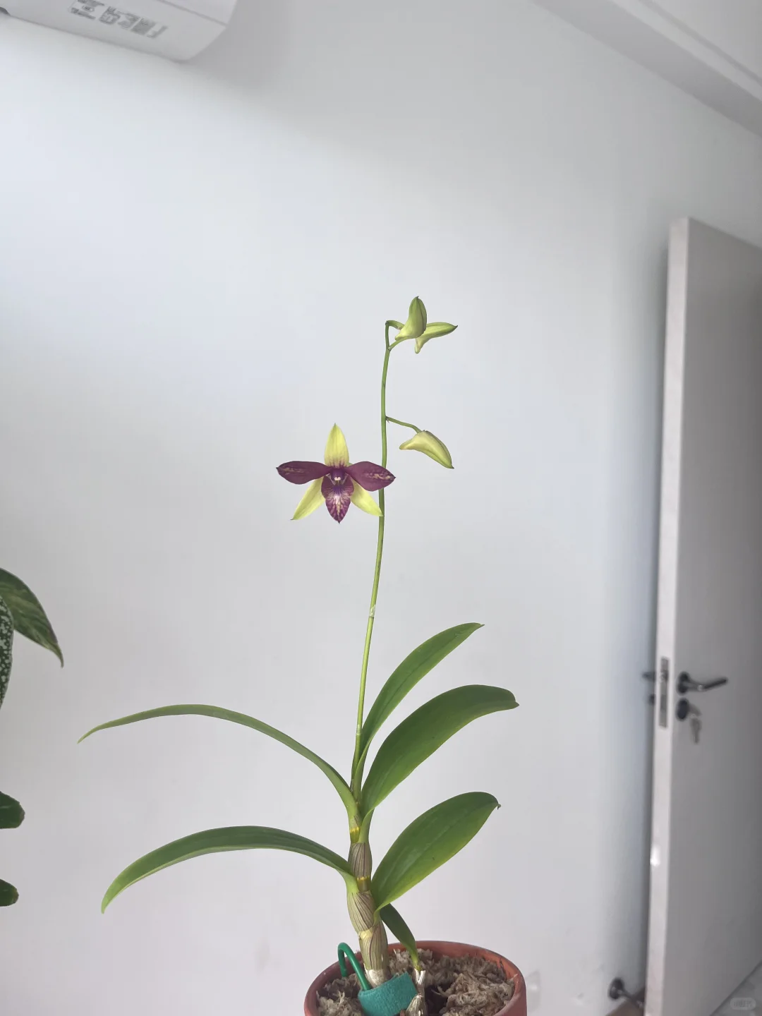 第一次种酢浆草大成功