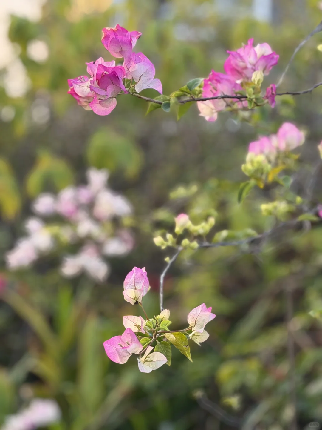 朝阳里娇艳的三角梅