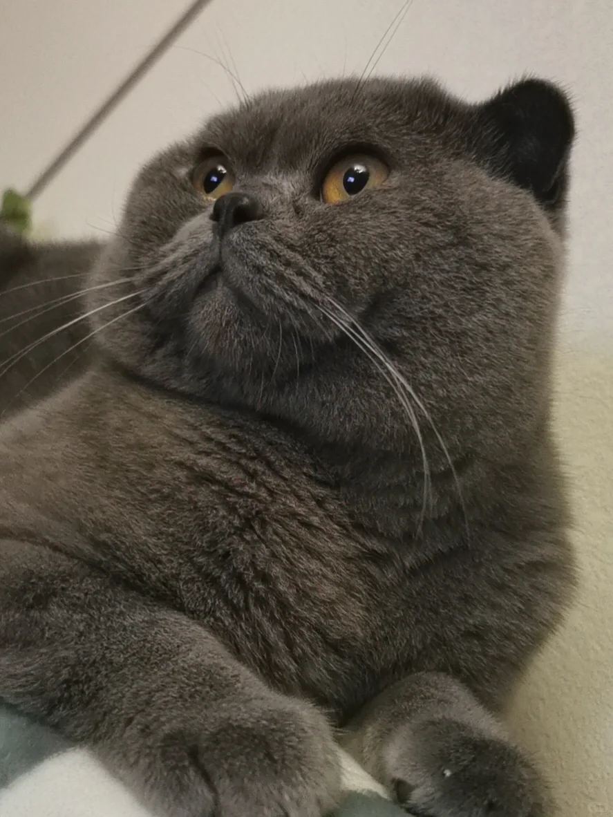 抛了个媚眼给红薯们