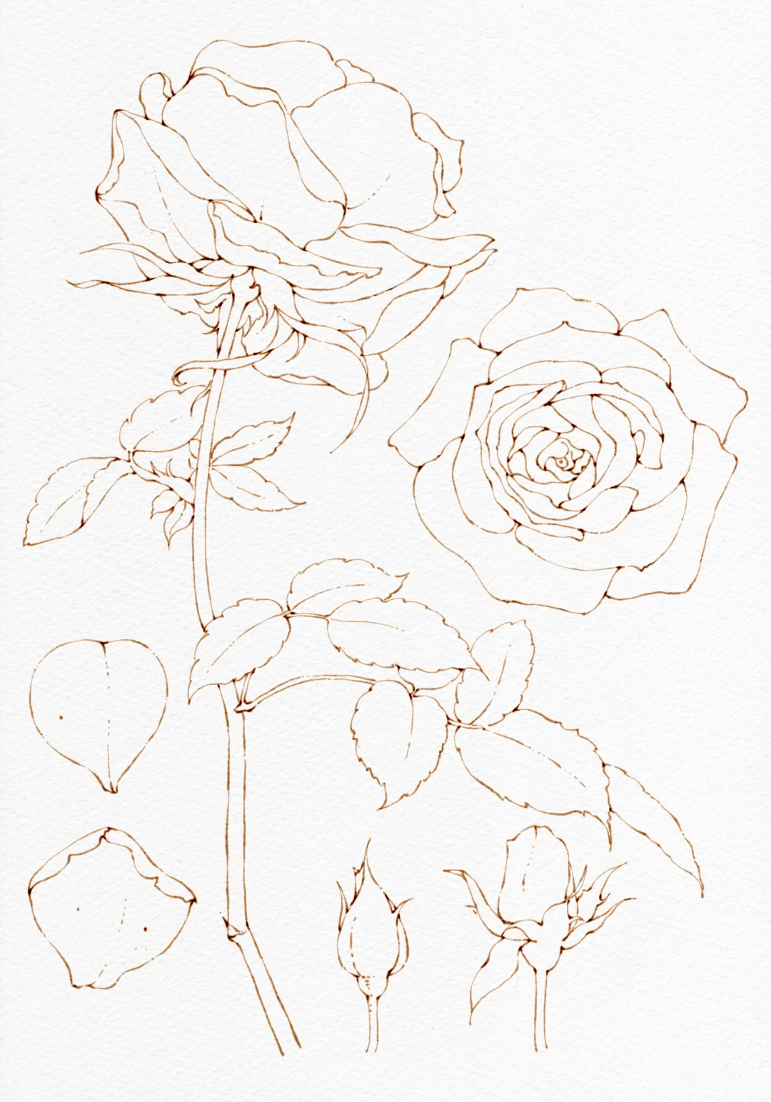 iPad水彩 粉色玫瑰图鉴