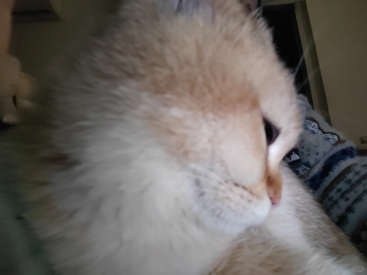 喵喵我呀可会抛媚眼了