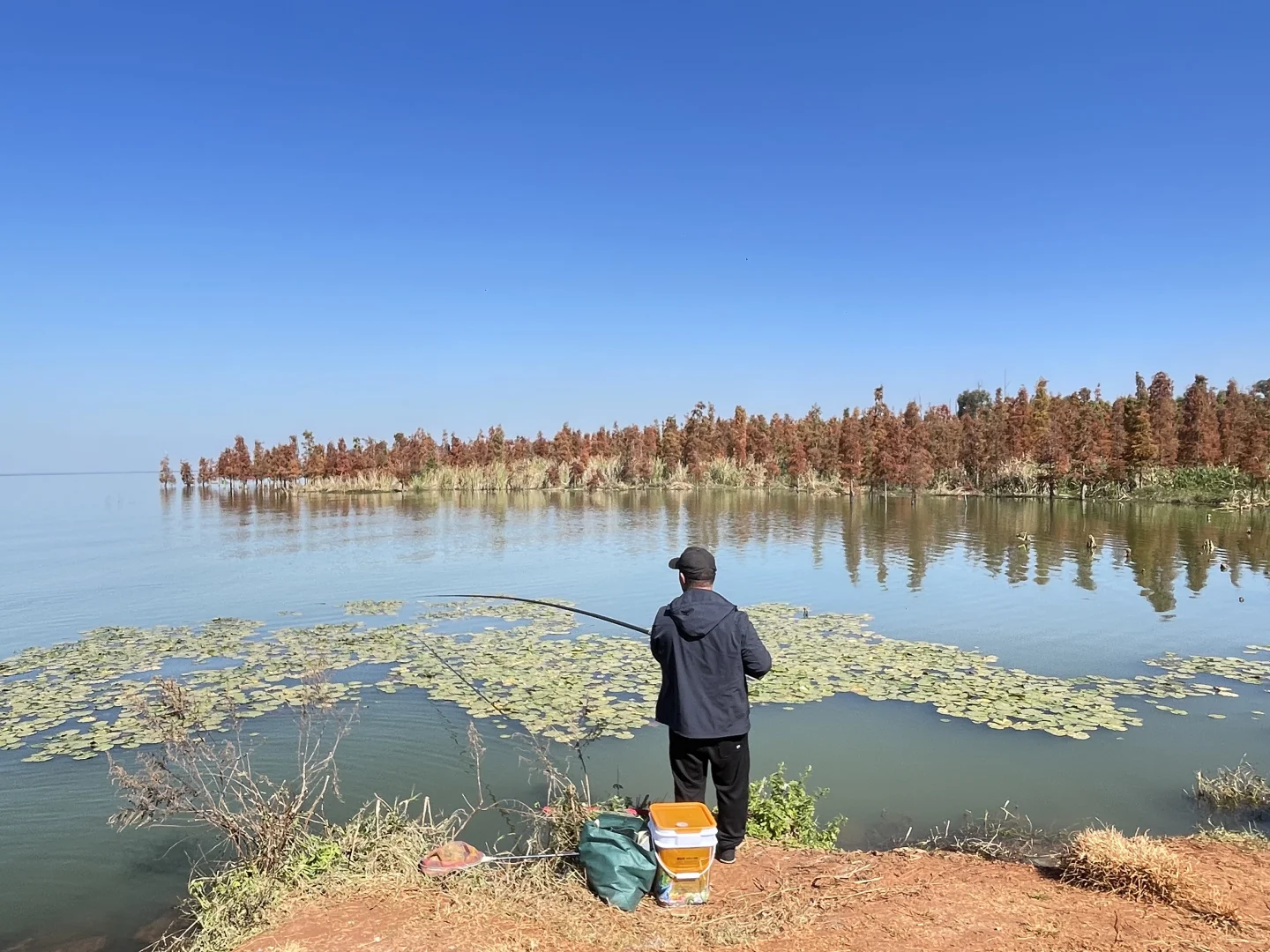 滇池南岸湿地边的水杉林被彻底染红了