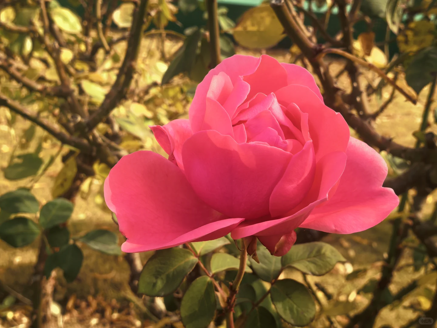 冬日月季花开愈显娇艳