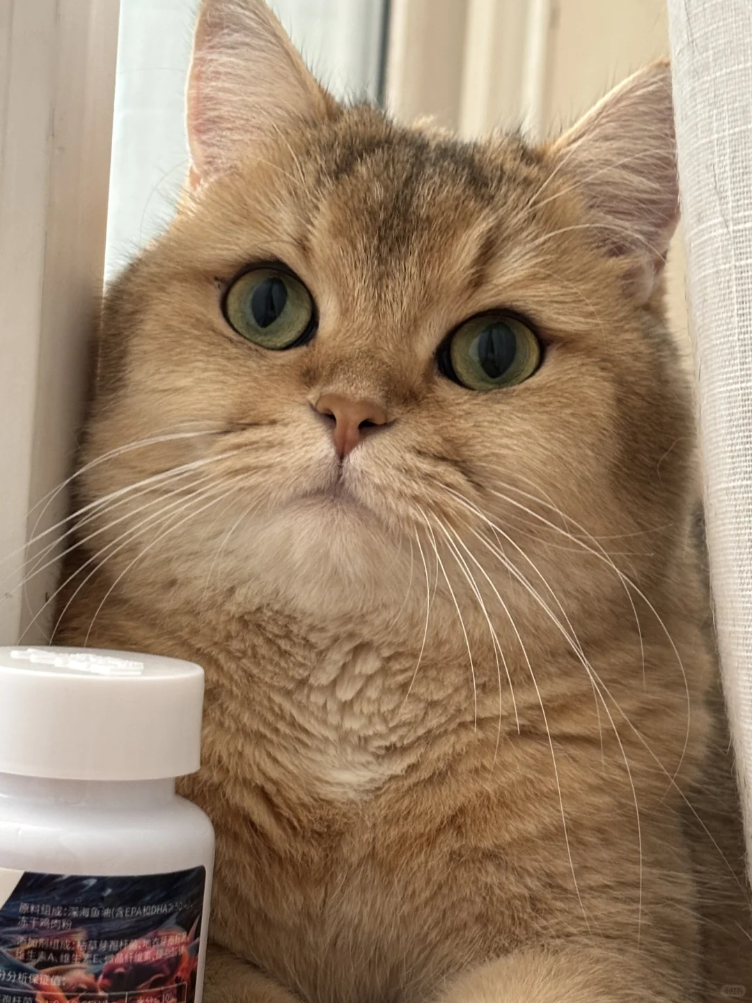 日渐丰腴的CO宝。