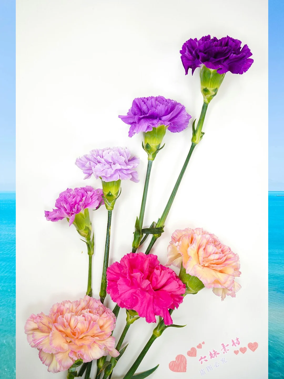 4K高清康乃馨图片母亲节摄影PS素材图库