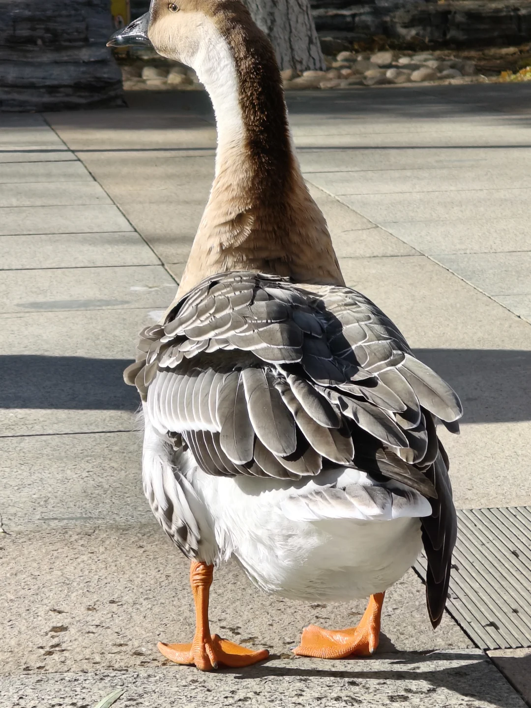 我在你深情的屁股里看见一汪湖水