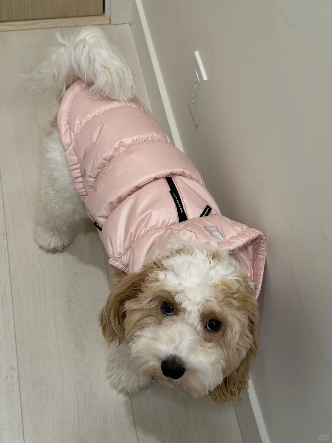 粉色娇艳 如今你几岁了