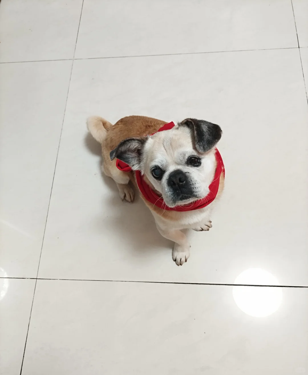 可乐十二月第一天的美好祝愿