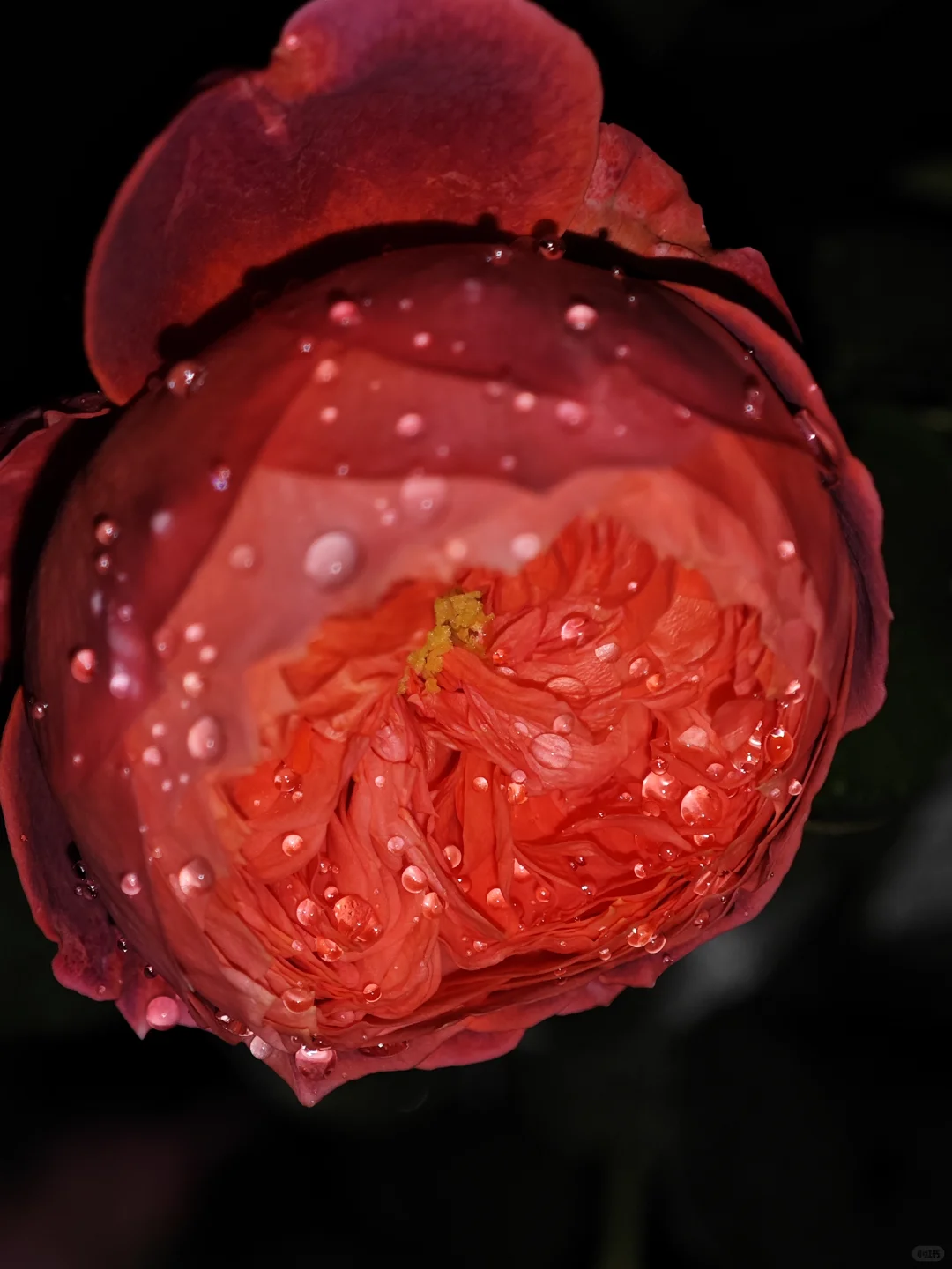 深秋的月季开出了最标准的花型