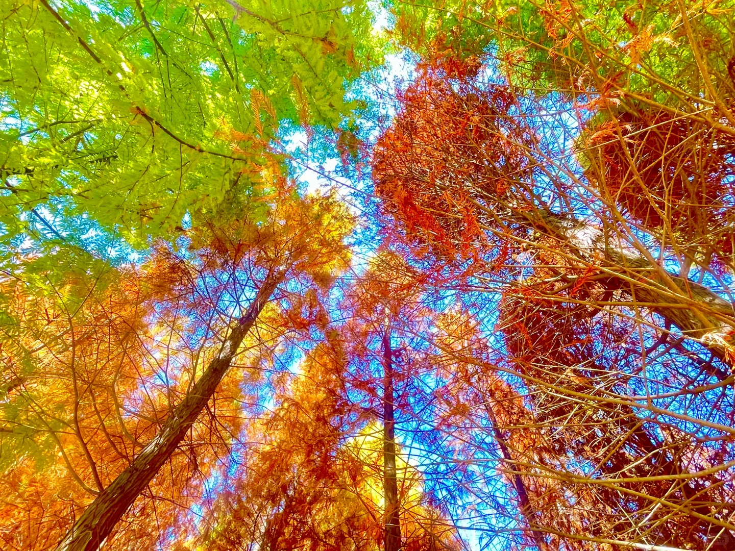 滇池南岸湿地边的水杉林被彻底染红了