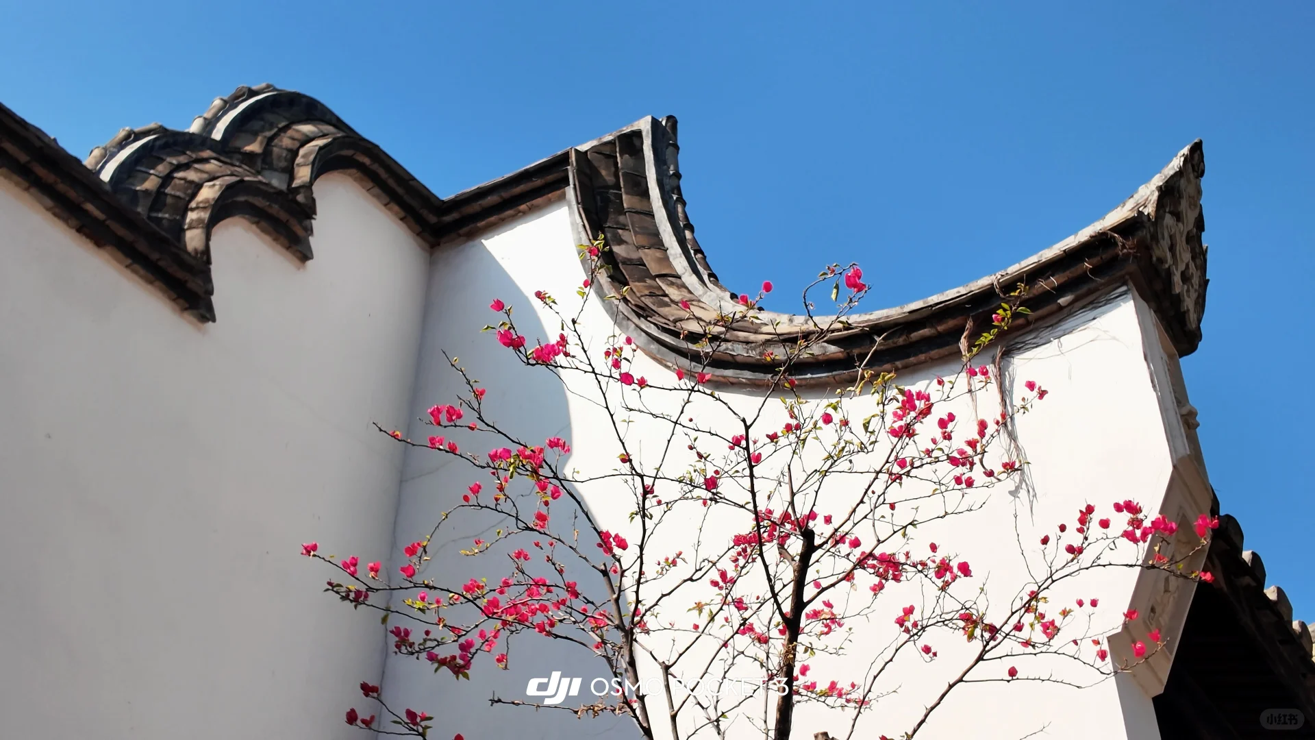 大疆pocket3📹拍出清透富士感🫧！（附参数♡.