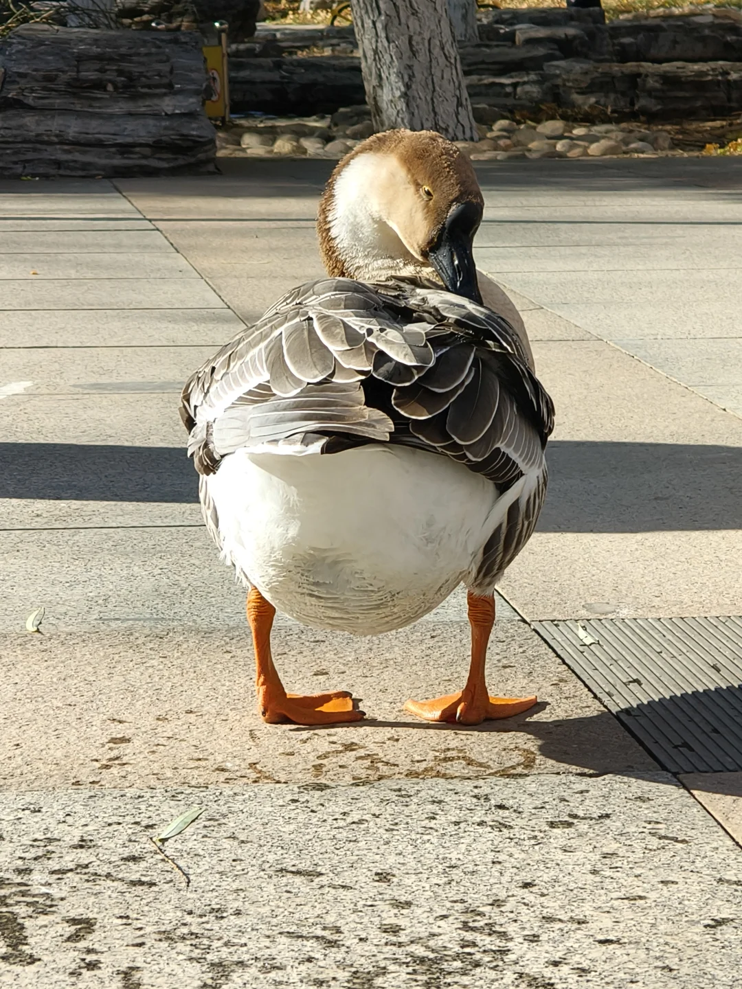 我在你深情的屁股里看见一汪湖水