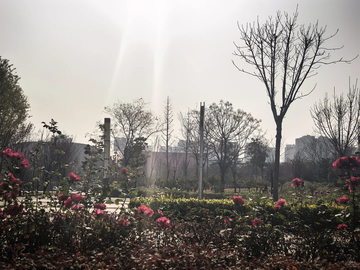 冬日月季花开愈显娇艳