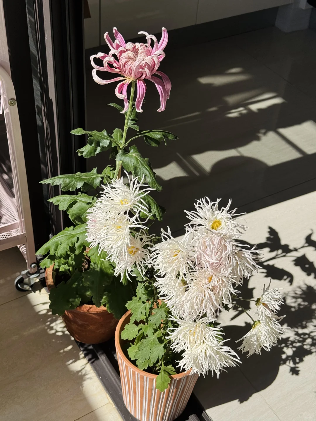 新花旧花都喜欢，一个娇艳欲滴，一个风情万种