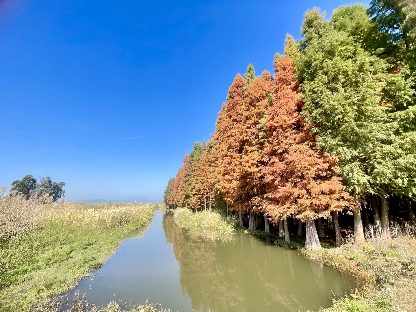 滇池南岸湿地边的水杉林被彻底染红了