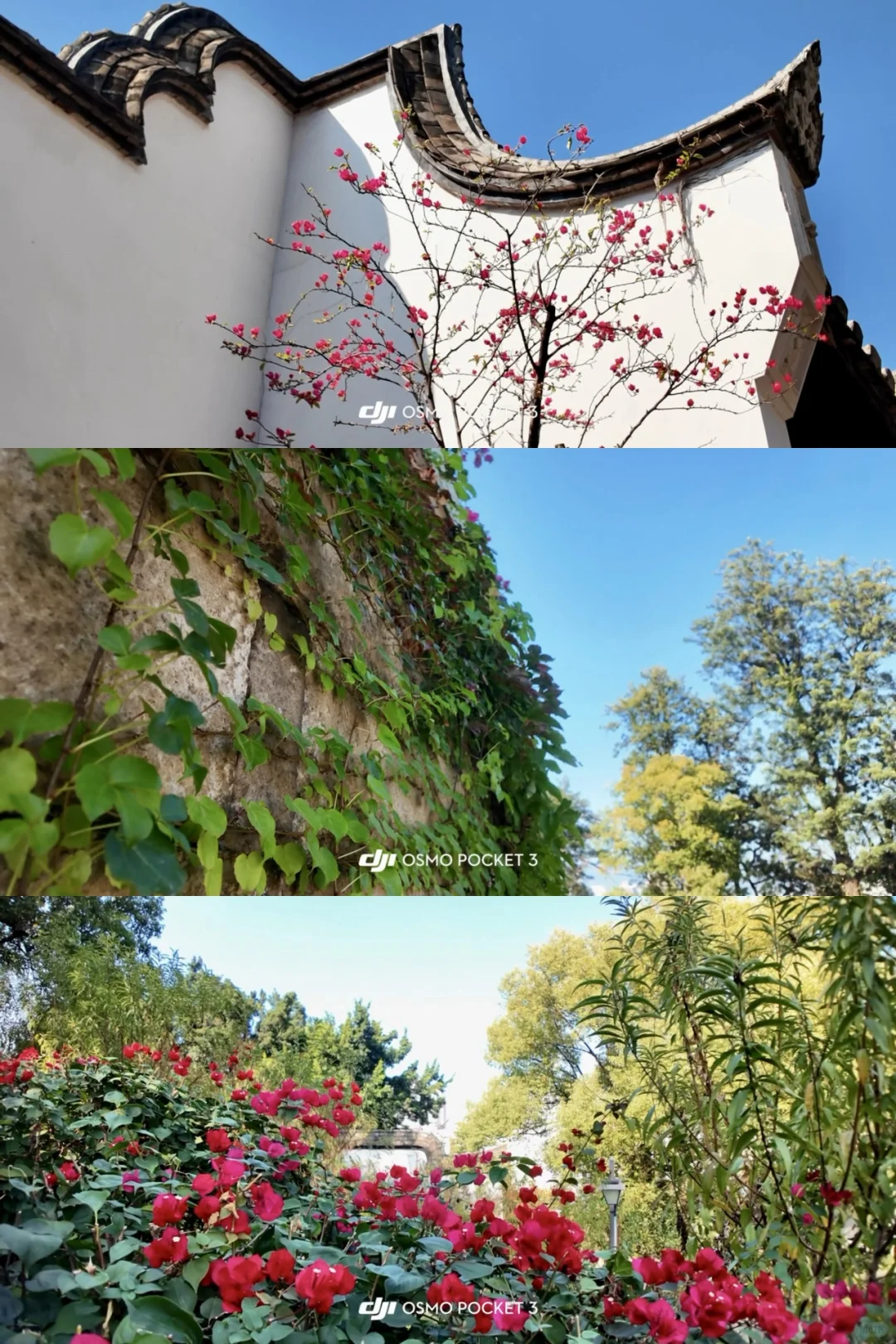 大疆pocket3📹拍出清透富士感🫧！（附参数♡.
