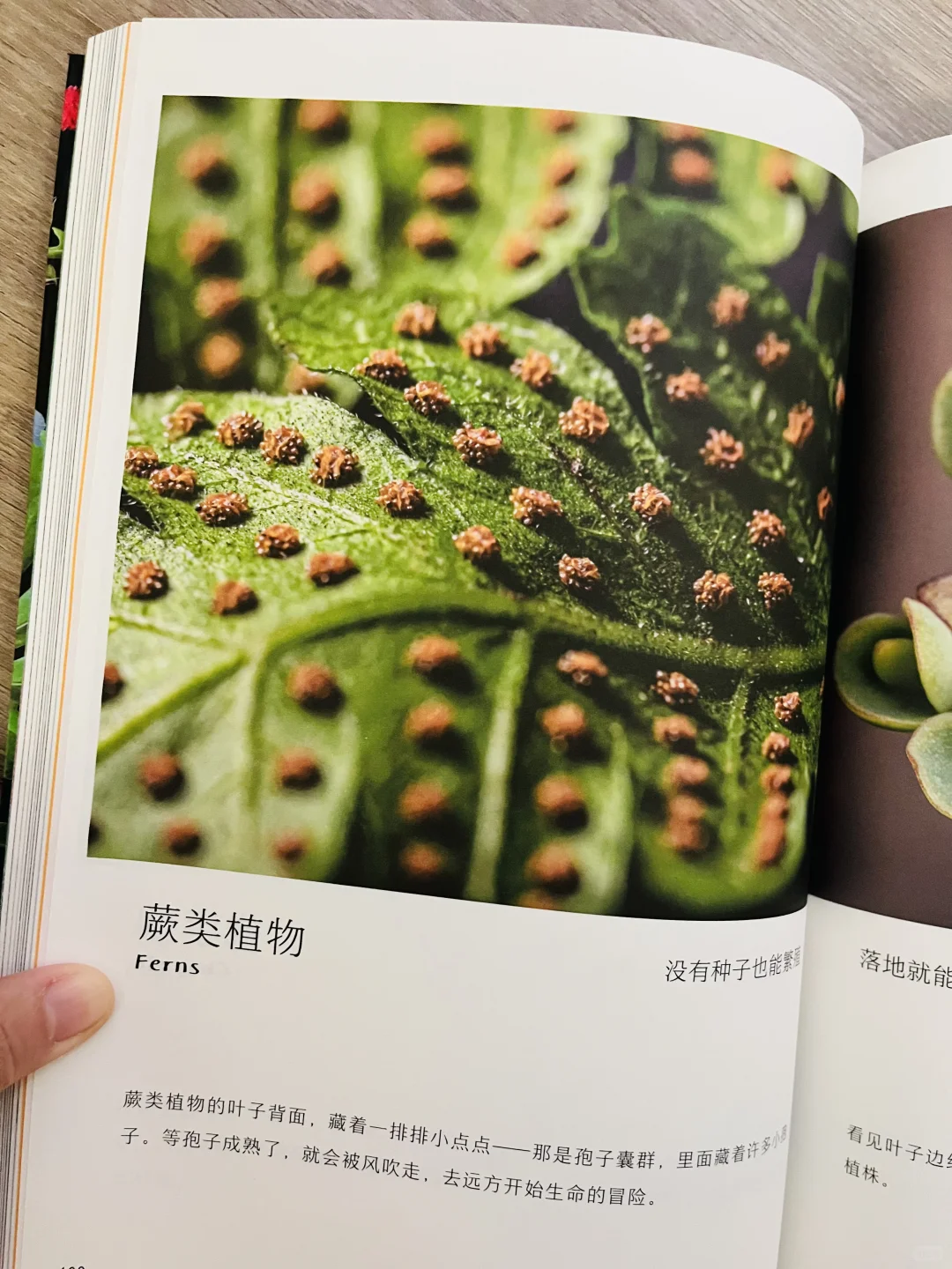 等了一年😭热销60万的小自然终于出续集了