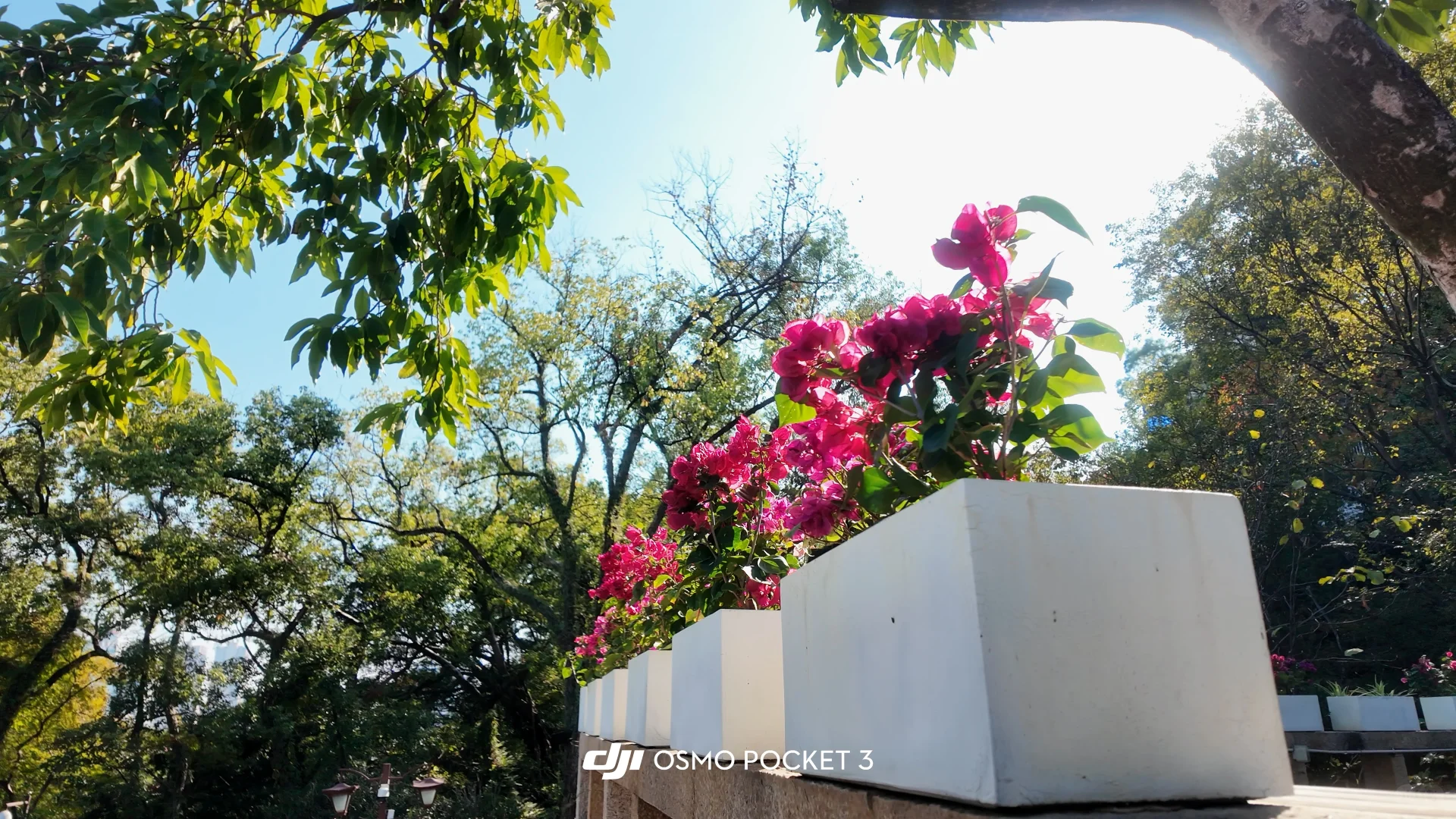 大疆pocket3📹拍出清透富士感🫧！（附参数♡.