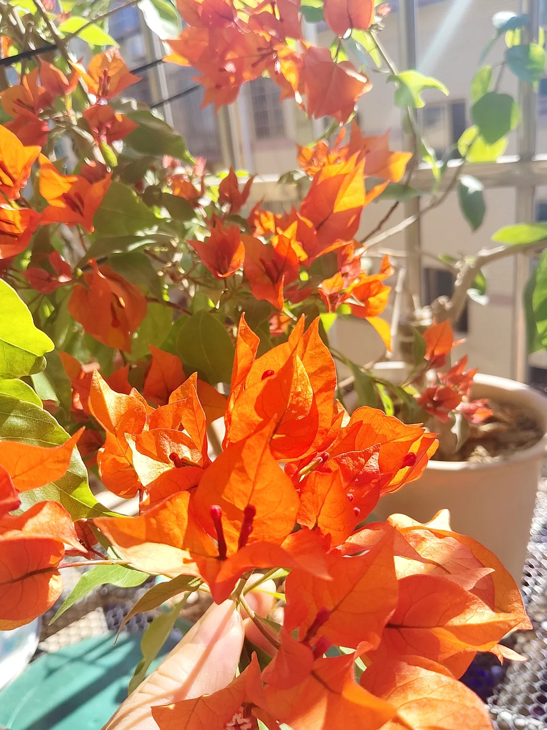 阳光下的三开得多娇艳