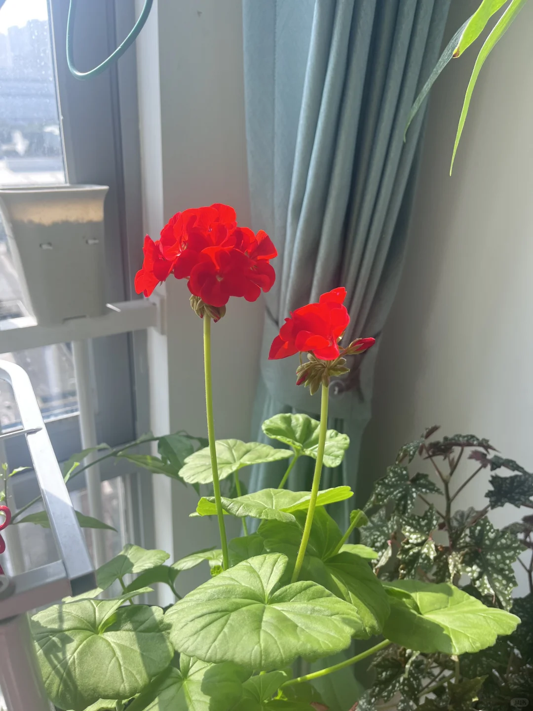 第一次种酢浆草大成功