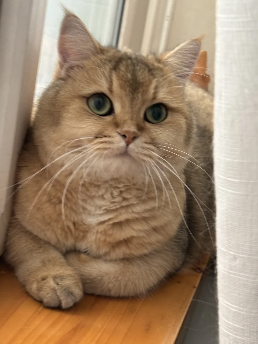 日渐丰腴的CO宝。