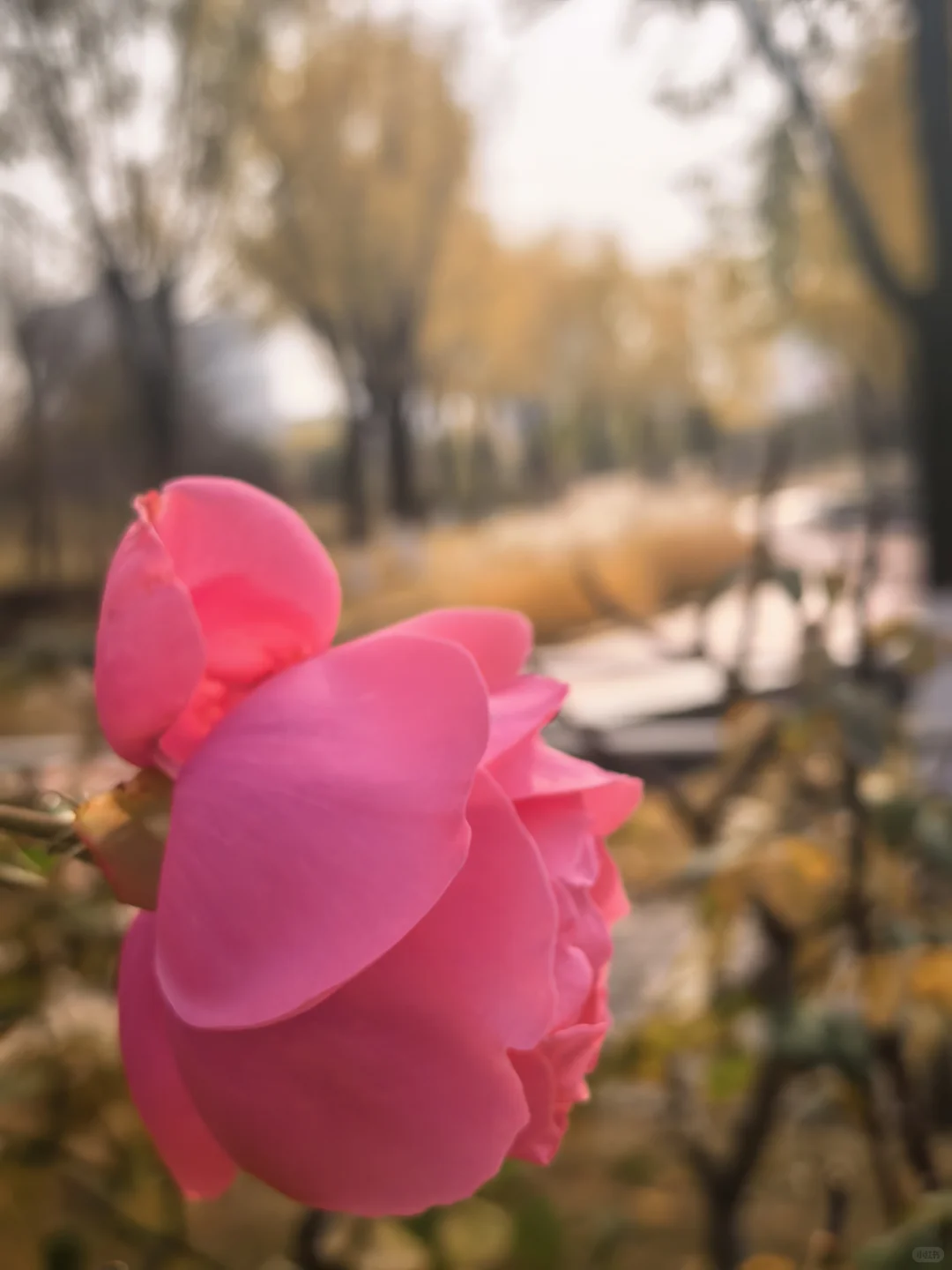 冬日月季花开愈显娇艳