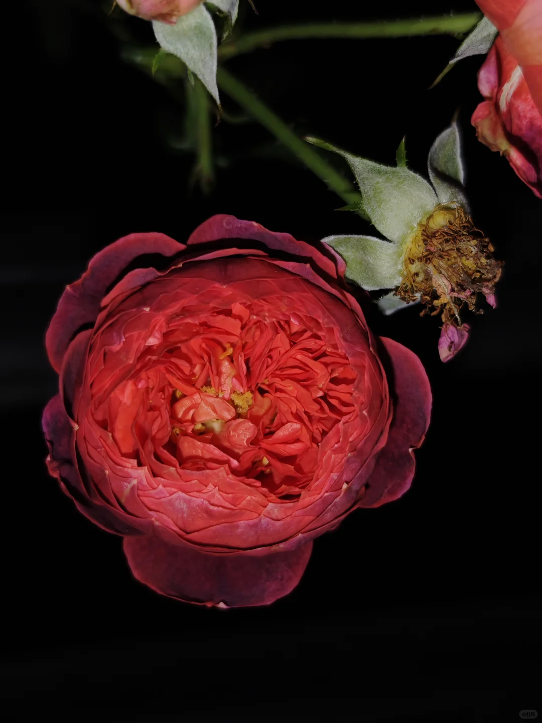 深秋的月季开出了最标准的花型