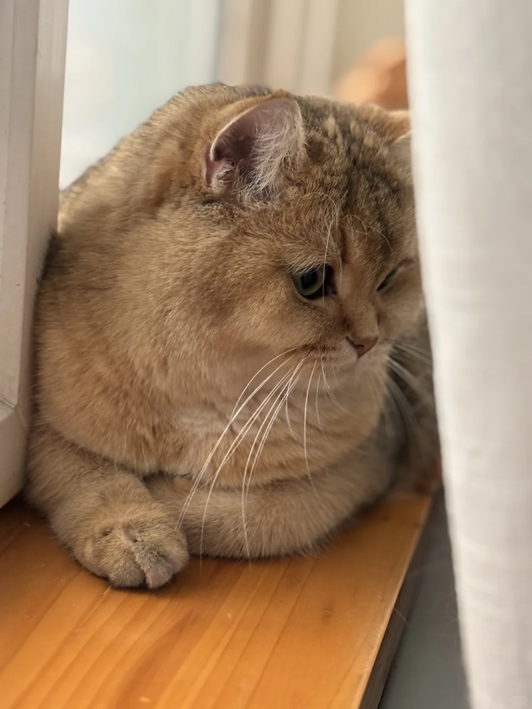 日渐丰腴的CO宝。