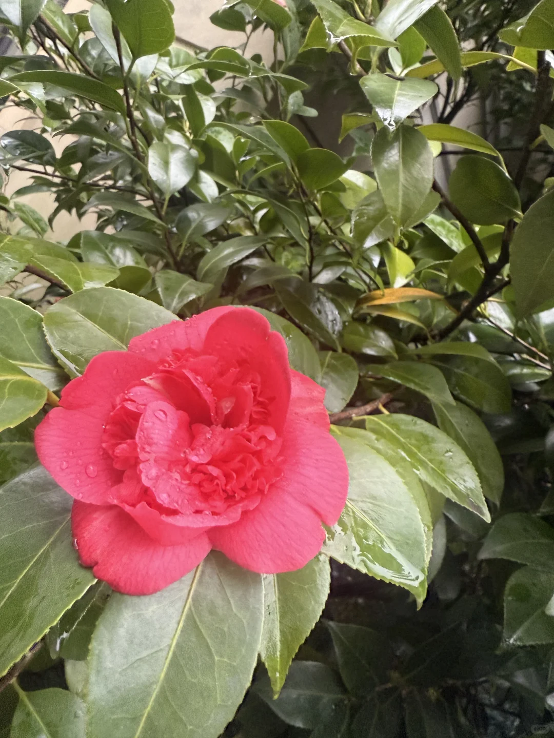 原来这就是娇艳欲滴的样子