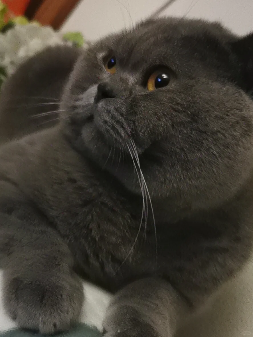 抛了个媚眼给红薯们