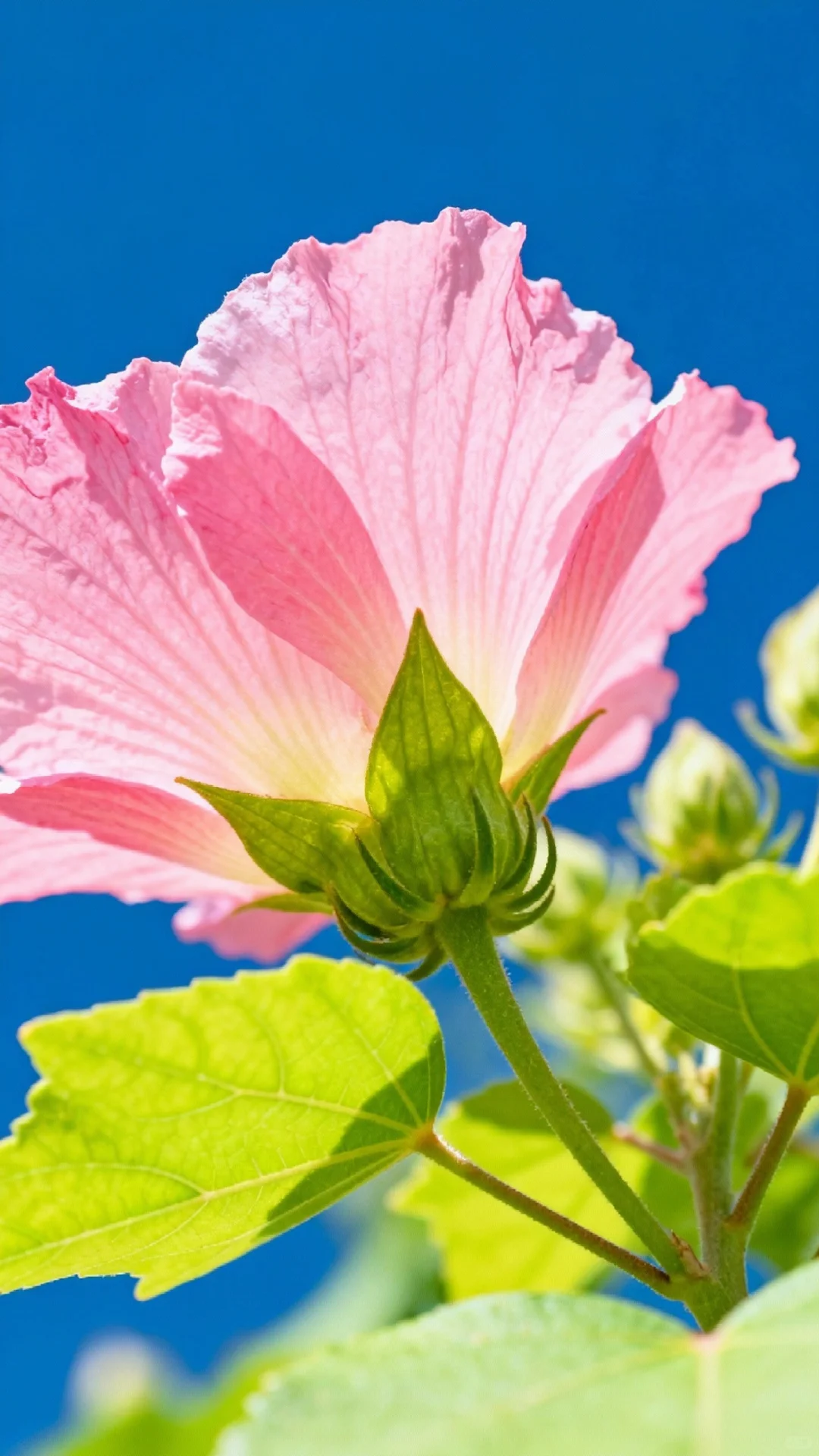 木槿花开，娇艳欲滴，芬芳四溢，令人陶醉。