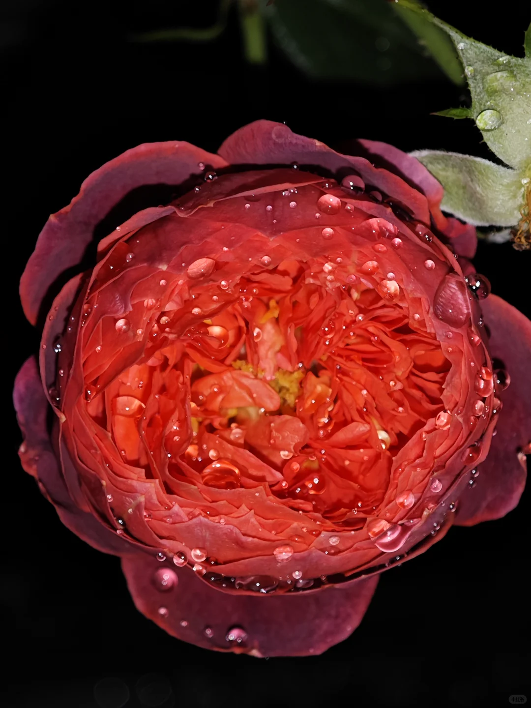 深秋的月季开出了最标准的花型