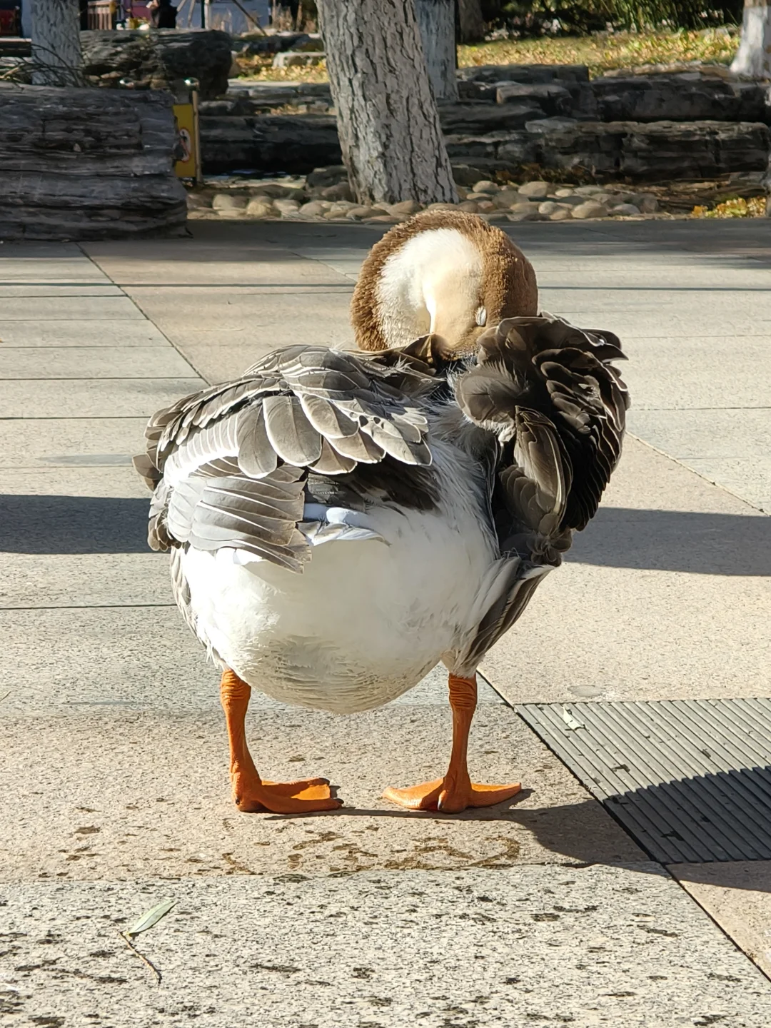 我在你深情的屁股里看见一汪湖水