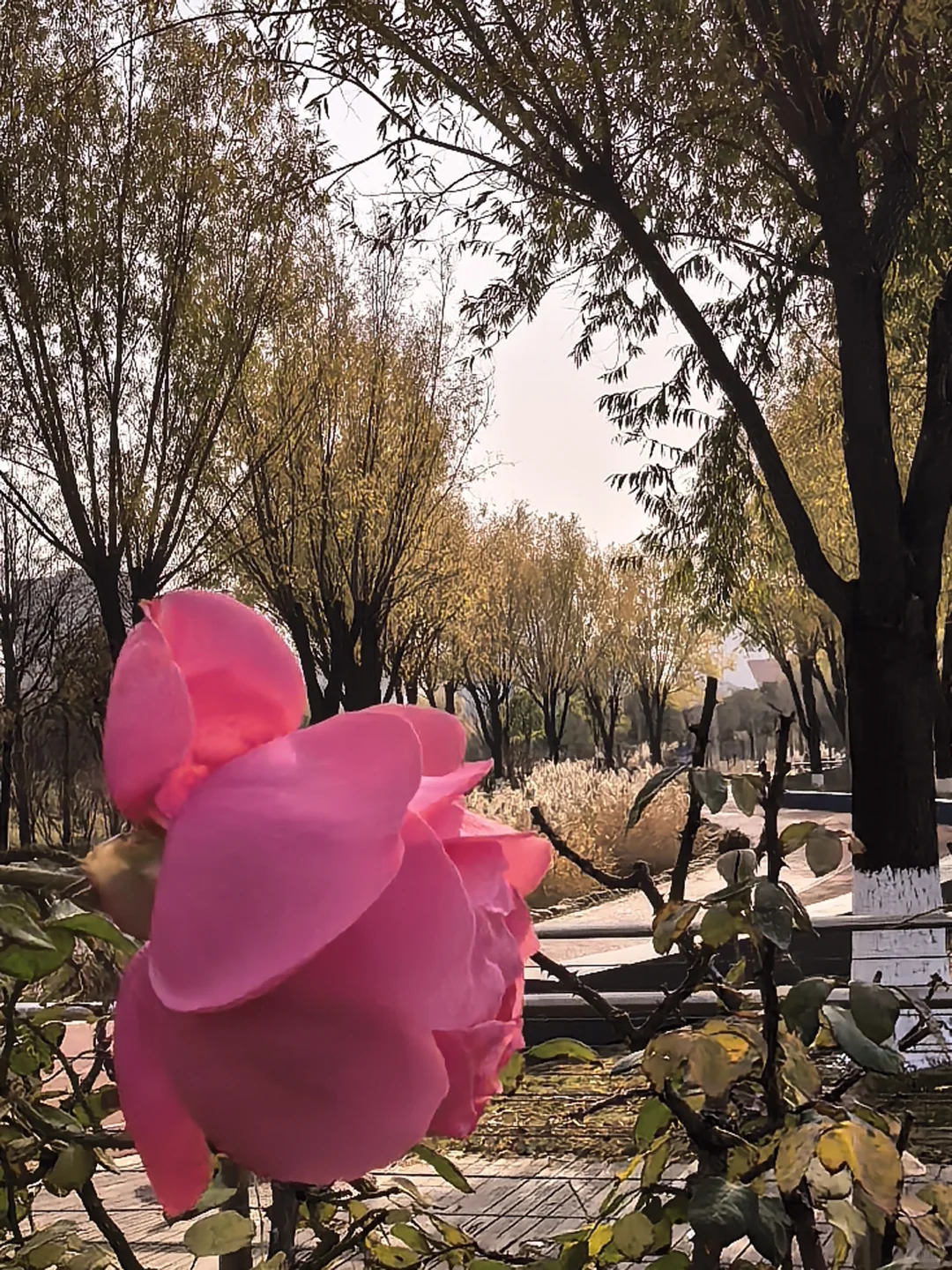 冬日月季花开愈显娇艳