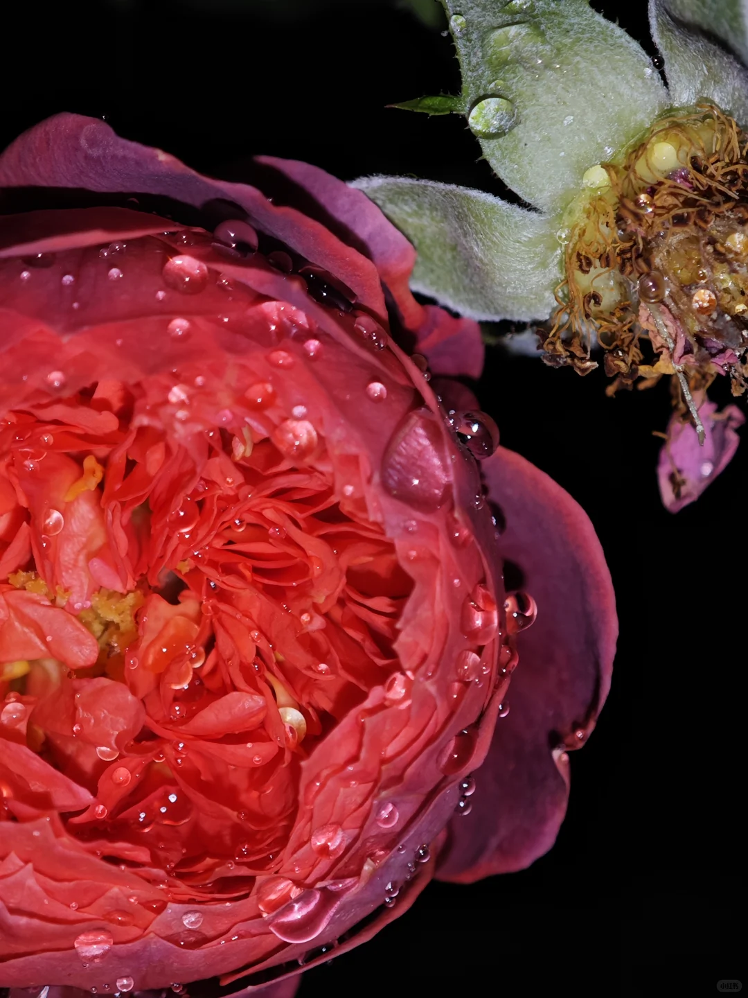 深秋的月季开出了最标准的花型