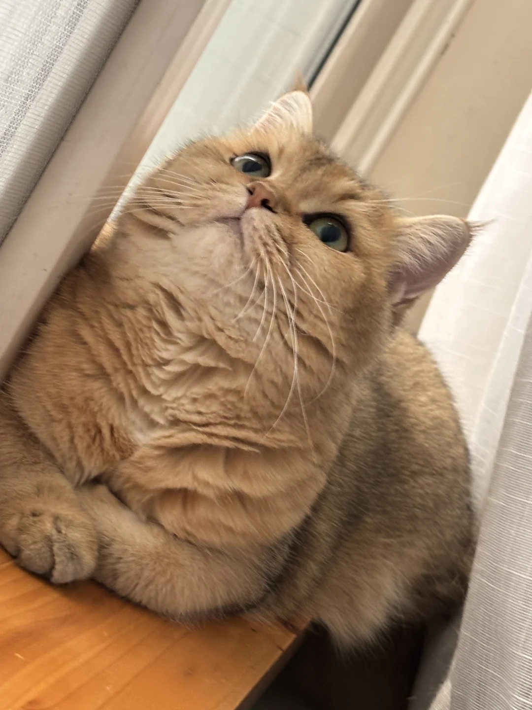 日渐丰腴的CO宝。