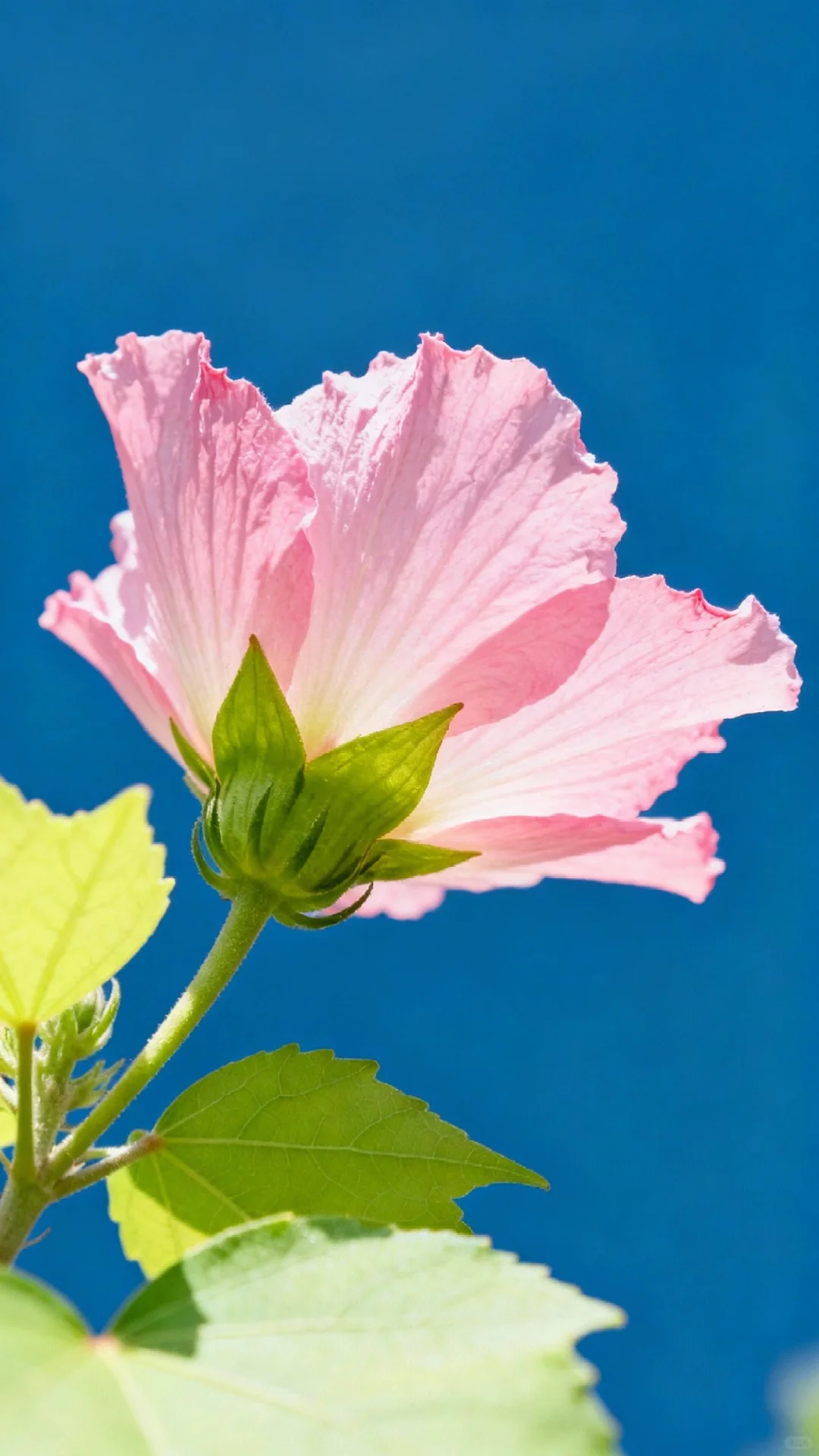 木槿花开，娇艳欲滴，芬芳四溢，令人陶醉。